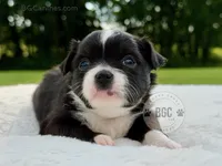Ace, a female Chihuahua for sale in Forsyth, GA – 2 of 2