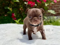 Quill, a male Chihuahua for sale in Forsyth, GA – 4 of 4