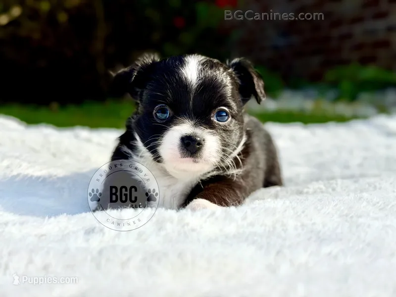 Ace – Chihuahua puppy for sale in Forsyth, GA