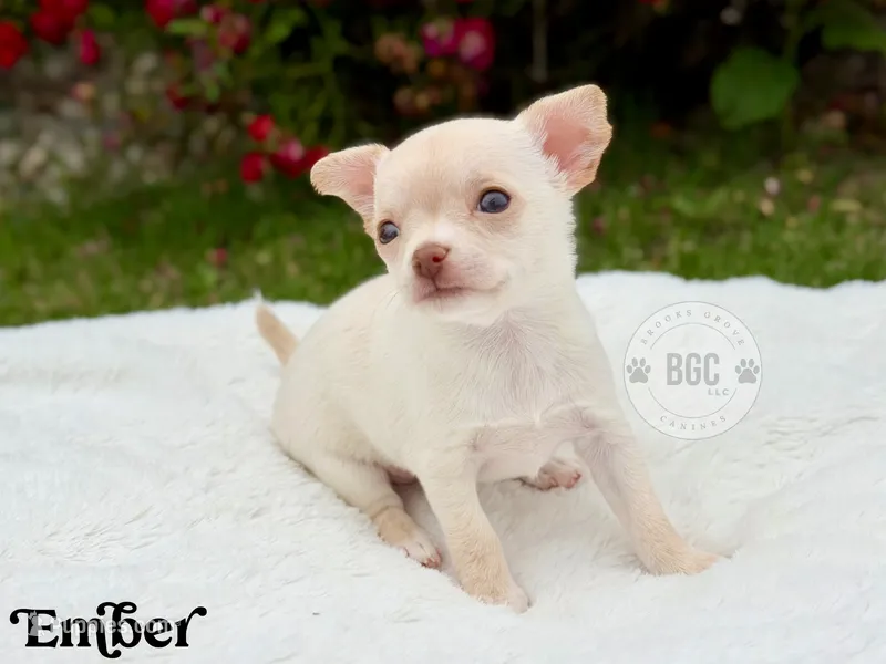 Ember – Chihuahua puppy for sale in Forsyth, GA