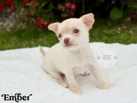 Ember, a female Chihuahua for sale in Forsyth, GA – 1 of 5