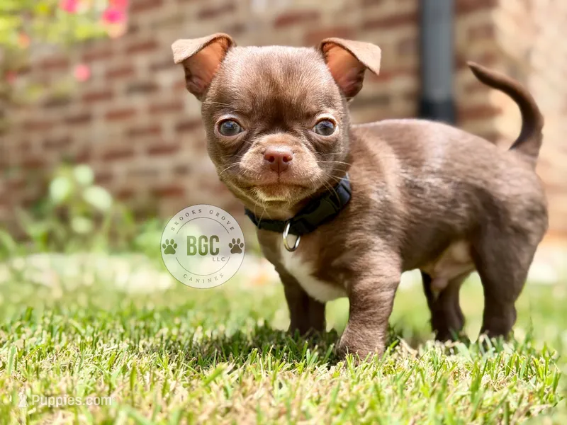 Quill – Chihuahua puppy for sale in Forsyth, GA
