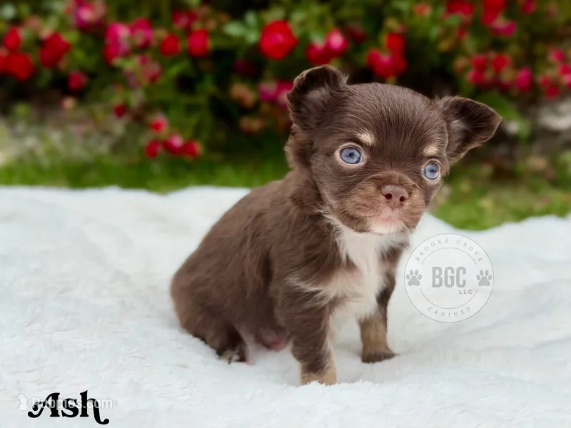 Ash – Chihuahua puppy for sale in Forsyth, GA