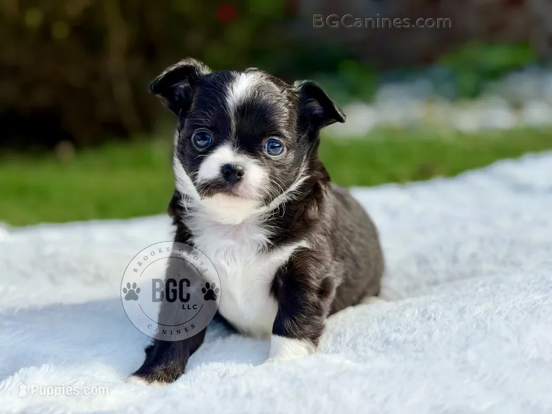 Joker – Chihuahua puppy for sale in Forsyth, GA