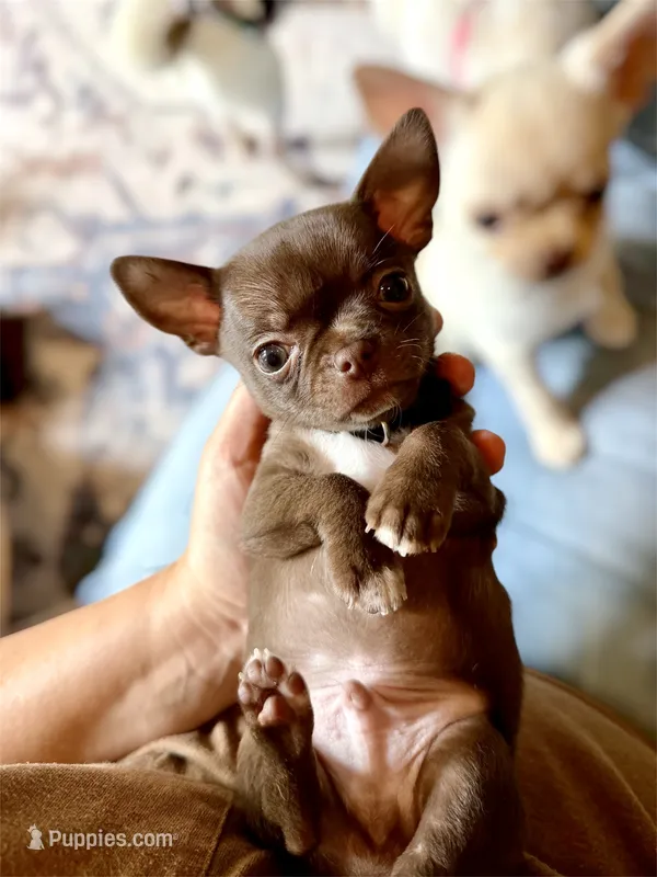 Quill – Chihuahua puppy for sale in Forsyth, GA