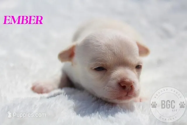 Ember – Chihuahua puppy for sale in Forsyth, GA