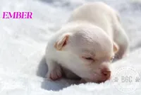 Ember, a female Chihuahua for sale in Forsyth, GA – 2 of 3