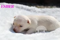 Ember, a female Chihuahua for sale in Forsyth, GA – 3 of 3