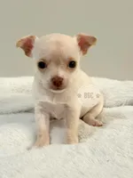 Ember, a female Chihuahua for sale in Forsyth, GA – 2 of 5