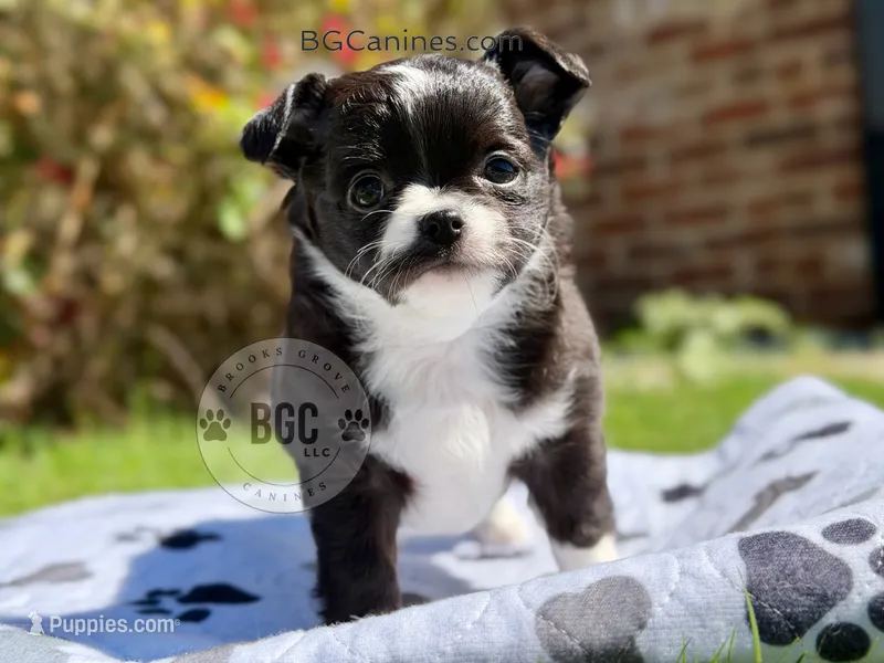 Joker – Chihuahua puppy for sale in Forsyth, GA