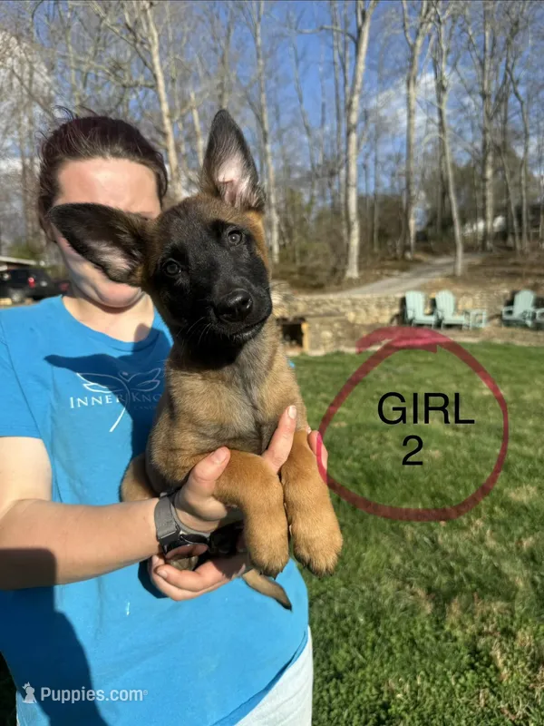 Female Mal Puppy 2 – Belgian Malinois puppy for sale in Asheville, NC