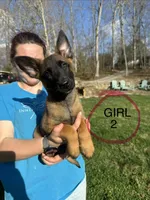 Female Mal Puppy 2, a female Belgian Malinois for sale in Asheville, NC – Photo 1 of 2