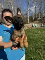 Female Mal Puppy 2, a female Belgian Malinois for sale in Asheville, NC – Photo 2 of 2