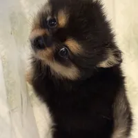 Tyro, a male Pomeranian for sale in Asheville, NC – Photo 1 of 3