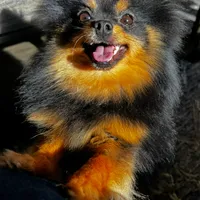 Tyro, a male Pomeranian for sale in Asheville, NC – Photo 3 of 3