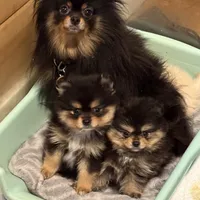 Tyro, a male Pomeranian for sale in Asheville, NC – Photo 2 of 3