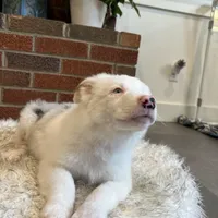 Helen, a female Australian Shepherd and Border Collie for sale in Asheville, NC – Photo 3 of 3