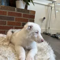 Helen, a female Australian Shepherd and Border Collie for sale in Asheville, NC – Photo 2 of 3