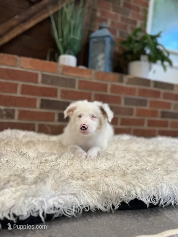Helen – Australian Shepherd, Border Collie puppy for sale in Asheville, NC