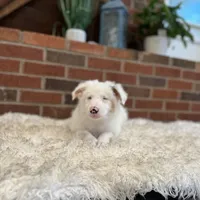 Helen, a female Australian Shepherd and Border Collie for sale in Asheville, NC – Photo 1 of 3