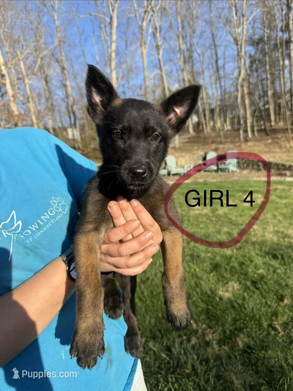 Female Mal puppy 4 – Belgian Malinois puppy for sale in Asheville, NC