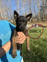 Female Mal puppy 4, a female Belgian Malinois for sale in Asheville, NC – Photo 1 of 2