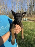 Female Mal puppy 4, a female Belgian Malinois for sale in Asheville, NC – Photo 2 of 2