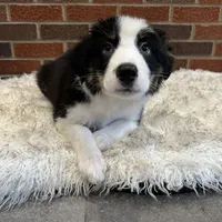 Fred, a male Australian Shepherd and Border Collie for sale in Asheville, NC – Photo 2 of 3