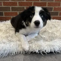 Fred, a male Australian Shepherd and Border Collie for sale in Asheville, NC – Photo 3 of 3