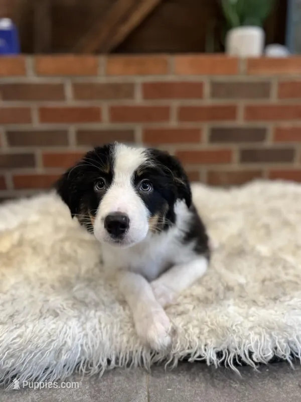 Fred – Australian Shepherd, Border Collie puppy for sale in Asheville, NC
