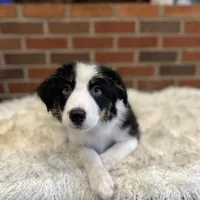 Fred, a male Australian Shepherd and Border Collie for sale in Asheville, NC – Photo 1 of 3