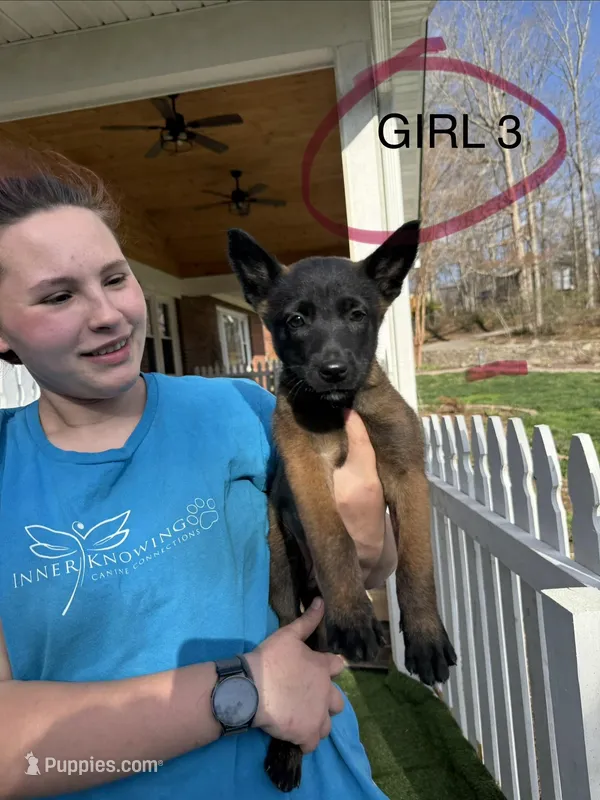 Female Mal puppy 3 – Belgian Malinois puppy for sale in Asheville, NC