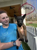 Female Mal puppy 3, a female Belgian Malinois for sale in Asheville, NC – Photo 1 of 2