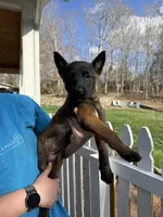 Female Mal puppy 3, a female Belgian Malinois for sale in Asheville, NC – Photo 2 of 2