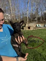Female Puppy1, a female Belgian Malinois for sale in Asheville, NC – Photo 1 of 2