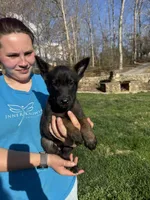 Female Puppy1, a female Belgian Malinois for sale in Asheville, NC – Photo 2 of 2
