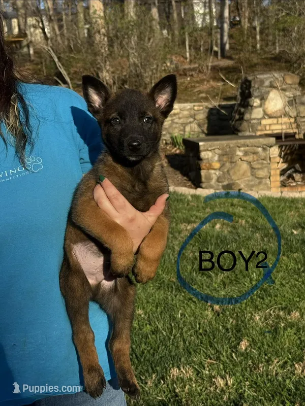 Male Puppy 2 – Belgian Malinois puppy for sale in Asheville, NC
