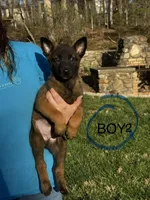 Male Puppy 2, a female Belgian Malinois for sale in Asheville, NC – Photo 1 of 2