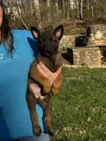 Male Puppy 2, a female Belgian Malinois for sale in Asheville, NC – Photo 2 of 2