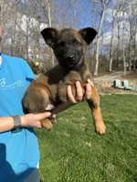 Male Puppy 1, a female Belgian Malinois for sale in Asheville, NC – Photo 2 of 2