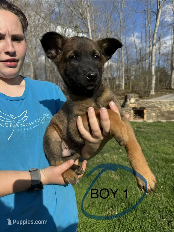 Male Puppy 1 – Belgian Malinois puppy for sale in Asheville, NC