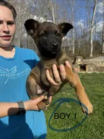 Male Puppy 1, a female Belgian Malinois for sale in Asheville, NC – Photo 1 of 2