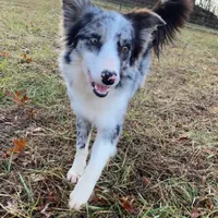 Kasatka, a female Border Collie for sale in Asheville, NC – Photo 2 of 3