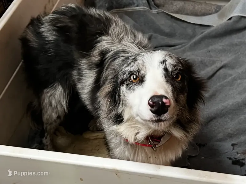 Kasatka – Border Collie puppy for sale in Asheville, NC