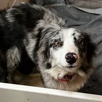 Kasatka, a female Border Collie for sale in Asheville, NC – Photo 1 of 3