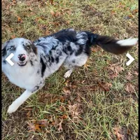 Kasatka, a female Border Collie for sale in Asheville, NC – Photo 3 of 3