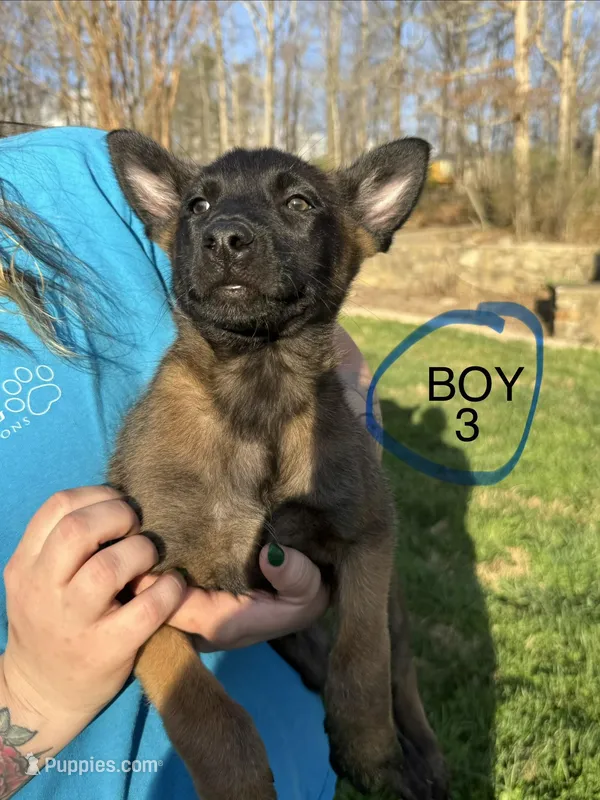 Male puppy 3 – Belgian Malinois puppy for sale in Asheville, NC