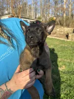 Male puppy 3, a female Belgian Malinois for sale in Asheville, NC – Photo 2 of 2