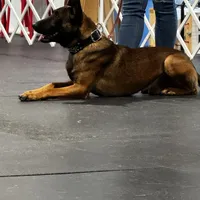 Risk, a male Belgian Malinois for sale in Asheville, NC – Photo 4 of 6