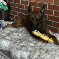 Risk, a male Belgian Malinois for sale in Asheville, NC – Photo 5 of 6